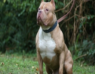 american-pit-bull-dog-3