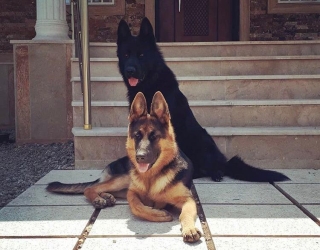 باشگاه سگ های پلیس دربزرگترین مجموعه پرورش سگ مجوز دار درایران
