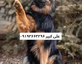 فروش سگ ژرمن  شپرد در تهران   خرید سگ ژرمن شپرد در تهران