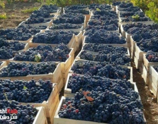 black-grapes-sardasht-1-600x371