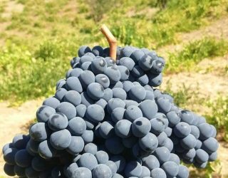 black-grapes-sardasht