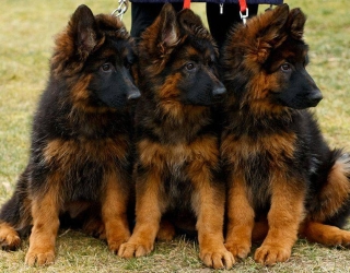 longcaotgermanshepherd-1