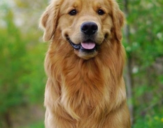 golden-retriever-dog-breed-info