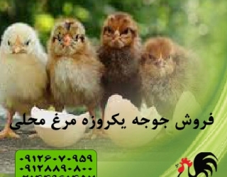 جوجه یکروزه محلی - طیور - طیور