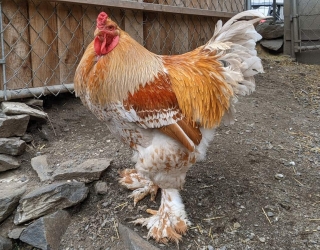 Buff-Laced-Brahma