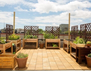 rooftop-garden-tips