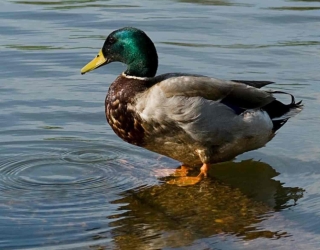 mallard.ef584b7.width-800.8b55bd7