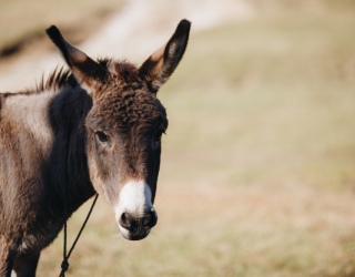 donkey-eating-grass-outdoors-close-up_73492-385