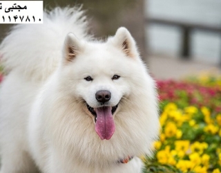 258782-1600x1030-samoyed-dogs-as-pets