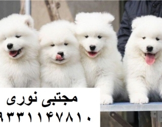 2bd913d84647b3e1d21d1cbd888a8932--samoyed-puppies-for-sale-samoyed-dogs - Copy