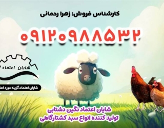 فروش انواع سبد پلاستیکی برای مرغ در خوزستان