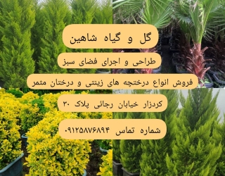 فروش انواع درختان زینتی و نهال میوه 