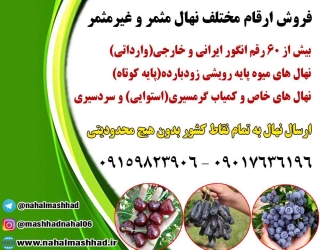 خرید نهال میوه اصلاح شده